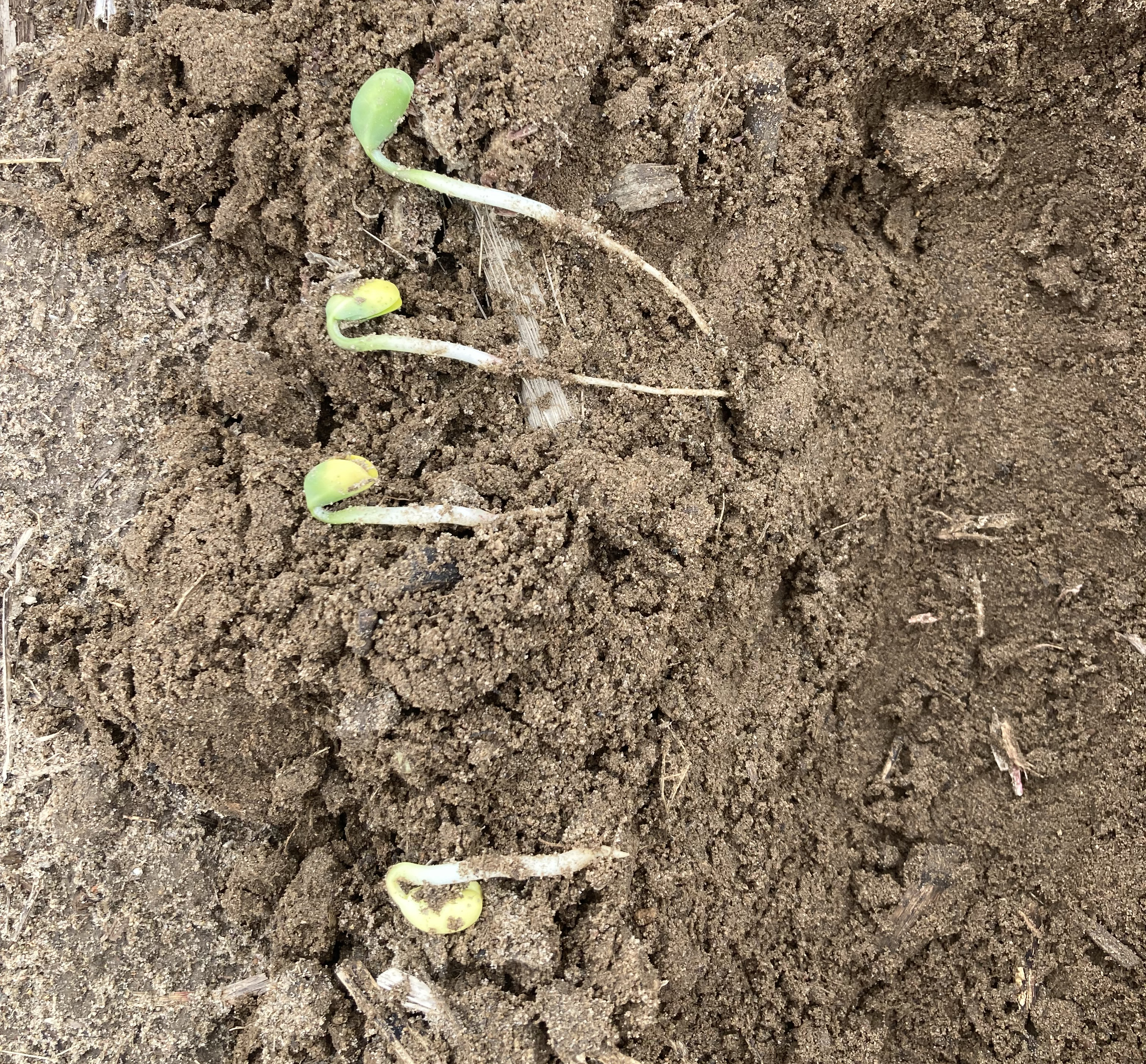 26 soybeans emerging.jpeg